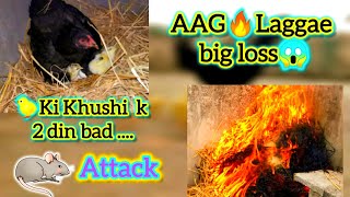 2 Chick🐥Marr gy😱 AAG laggae🔥  Aik kisi nay Otha liya😭shanswetogujranwala vlog village [upl. by Lorenz]