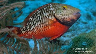 Help Seacology save parrotfish and coral reefs in Colombia [upl. by Annaeerb]