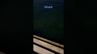 Shark in creek dubai viral creek animals love [upl. by Chelsae]