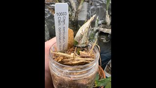 PET Method  Seedling Repot [upl. by Pepe]