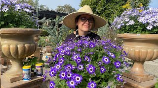 Successful Tips About Senetti Cineraria with Sarah Smith [upl. by Eelloh79]