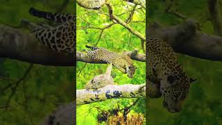 quotJaguar vs Caiman Epic River Battlequot trending viralvideo shortvideo [upl. by Havens]