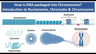 How is DNA Packaged into Chromosome  Introduction to Nucleosome Chromatin amp Chromosome [upl. by Stichter]