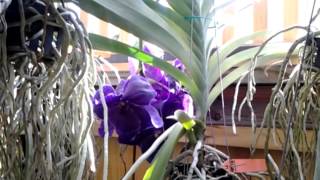 Vanda orchids in my shadehouse [upl. by Onirefes441]