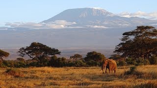 Safari in Amboseli Kenya 2018 [upl. by Nashoma444]