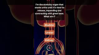 Did You Know This About Your Urinary System 💧 UrinarySystem 3 [upl. by Aon]