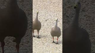 MotoGP racing stopped to wait for Phillip Islands birds cross the tracks peacefully [upl. by Donal]