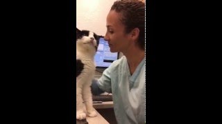 Cat loving the vet Adorable [upl. by Varini387]