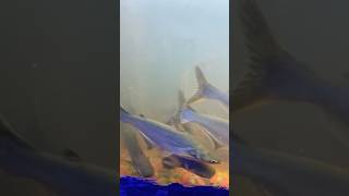 Huge Iridescent shark aquarium fish viralvideo shorts ytshorts shark [upl. by Phelps]