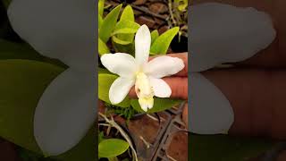 Explicações sobre a Cattleya Loddigesii var Alba [upl. by Jaclin218]