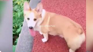 Funny Pets Adorable Antics  Funny Animal Fails [upl. by Olwena]