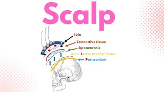 Scalp Part 1   Layers of the scalp [upl. by Norabel758]