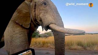 Elephant bull close call elephant [upl. by Hoagland631]