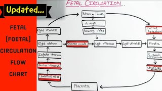 Fetal foetal Circulation  Flow Chart  Easy to Understand [upl. by Atinaujnas]