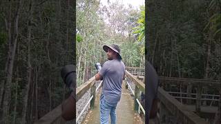 Sundarban  travel  Nature reels travel sundarban nature [upl. by Koy171]