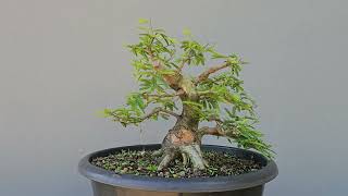 Pré Bonsai Calliandra Rosa 8 Anos [upl. by Nereids425]