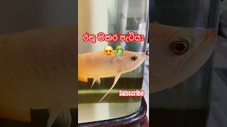 කොහොමද රතු මකර පැටියගෙ ලස්සන 😍🐉  Arowana  AQUATECHCEYLON  aquarium trending viralshorts [upl. by Diraf418]