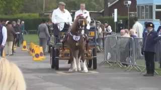 London Harness Horse Parade 2014 [upl. by Vincent293]