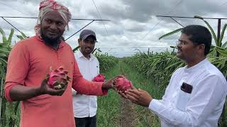 SCT वैदिक ड्रॅगन एकरात एक वर्षाच्या आत 8 टन माल हार्वेस्ट😳 मार्केटमध्ये इतरांपेक्षा 20 रु जास्त भाव [upl. by Tedi]