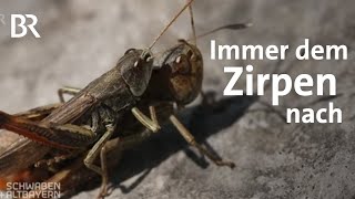 Der Sound des Sommers Heuschrecken im Nationalpark Berchtesgaden  Schwaben  Altbayern  BR [upl. by Luna474]