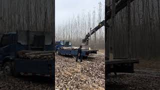 excavatrice chargeuse pelleteuse bulldozer construction séparateur bois arbre foresterie [upl. by Nautna]