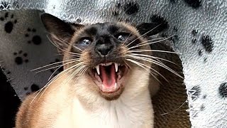 Angry cat hissing compilation 9 [upl. by Olegnaid]