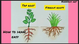 How to draw Types of Root SystemsFibrous Roots Tap Root easy step by step [upl. by Aserej801]