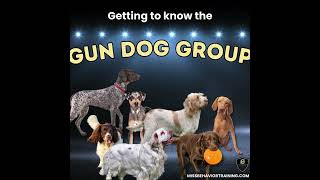 Get to know your Gun Dog familydogmediation genetics [upl. by Amrak]