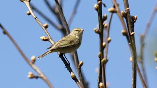 Chiffchaff [upl. by Riordan]