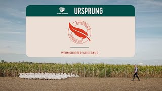 Die Geflügelaktie  Wermsdorfer Weidegans [upl. by Diandre650]