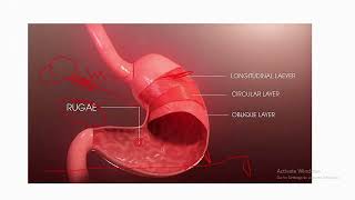 Stomach anatomy blood supply and nerve supply [upl. by Yrek]