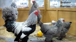 Bantam Rooster crowing [upl. by Mathews]