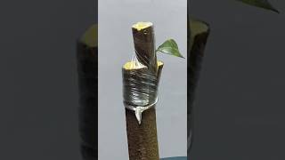 Ped ki Kalam karne ka sabse aasan tarika 🌱 khedut plantgrafting tree shorts trend [upl. by Ormiston]