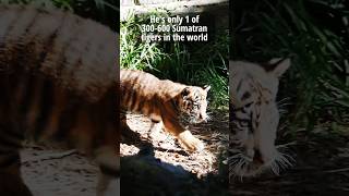 Cute BABY TIGER Alert New arrival San Diego Zoo Safari Park [upl. by Junia]