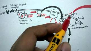 G protein coupled receptor mediated signaling [upl. by Fredella]