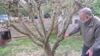 How to prune figs in a cool climate for first breba crop fig production [upl. by Atikahs920]