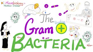 The GramPositive Bacteria 🦠  Microbiology and Infectious Diseases Series 🧫 [upl. by Soiritos]