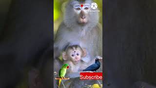 Gunna Mamidi Komma Meeda SongBala Mitrula KathaShortsViralTreandingMonkey [upl. by Broddy]