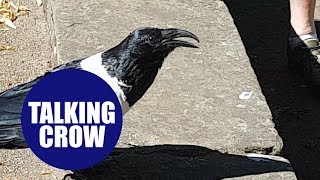 Crow which bizarrely asks bypassers You alright love  in Yorkshire accent [upl. by Keheley551]