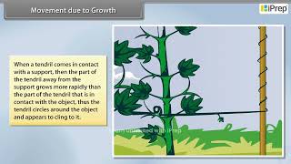 Movement Due to Growth Hormones in Plants  Control and Coordination  Science  Class 10th  iPrep [upl. by John126]