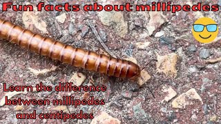 Fun facts about millipedes  See this one up close [upl. by Aerdied]