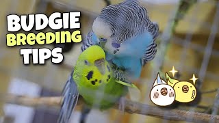 The Secrets Behind Successful Budgie Breeding🤩 [upl. by Crary919]