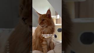 🔊This Fancy Meow Alarm has Two Modes 😸 mainecoon catsounds catmom morning [upl. by Norit]