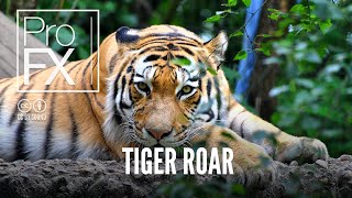 Tiger roar and growl sound effect  ProFX Sound Sound Effects Free Sound Effects [upl. by Etaner]