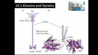 Chapter 14 Su2016 P1 Kinesins and Dyneins [upl. by Anialram]