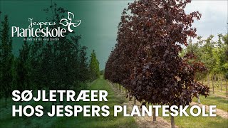 Søjletræer hos Jespers Planteskole [upl. by Nylacaj200]