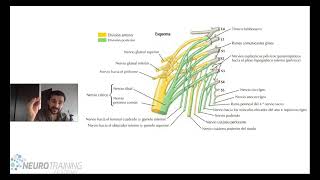 PLEXO LUMBOSACRO ANATOMIA FACIL [upl. by Eicak249]