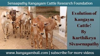 Evolution of Kangayam Cattle by Karthikeya Sivasenapathy  SKCRF [upl. by Eelreveb839]