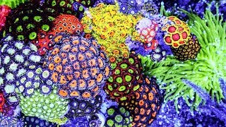 10 PRETTIEST Coral Reefs on the Planet [upl. by Cirad21]