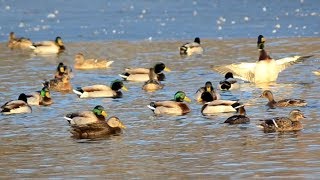 Mallard ducks quacking sounds [upl. by Edrahc]